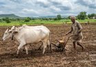 Kharif Sowing Crosses 41.93% in Karad Taluka Amid Good Rainfall