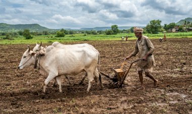 Kharif Sowing Crosses 41.93% in Karad Taluka Amid Good Rainfall