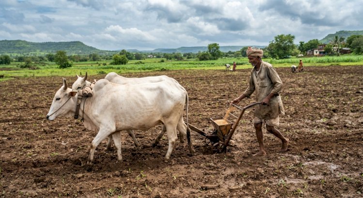 Kharif Sowing Crosses 41.93% in Karad Taluka Amid Good Rainfall
