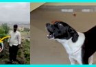 Loyal Dog Sheru After Three Days of Waiting